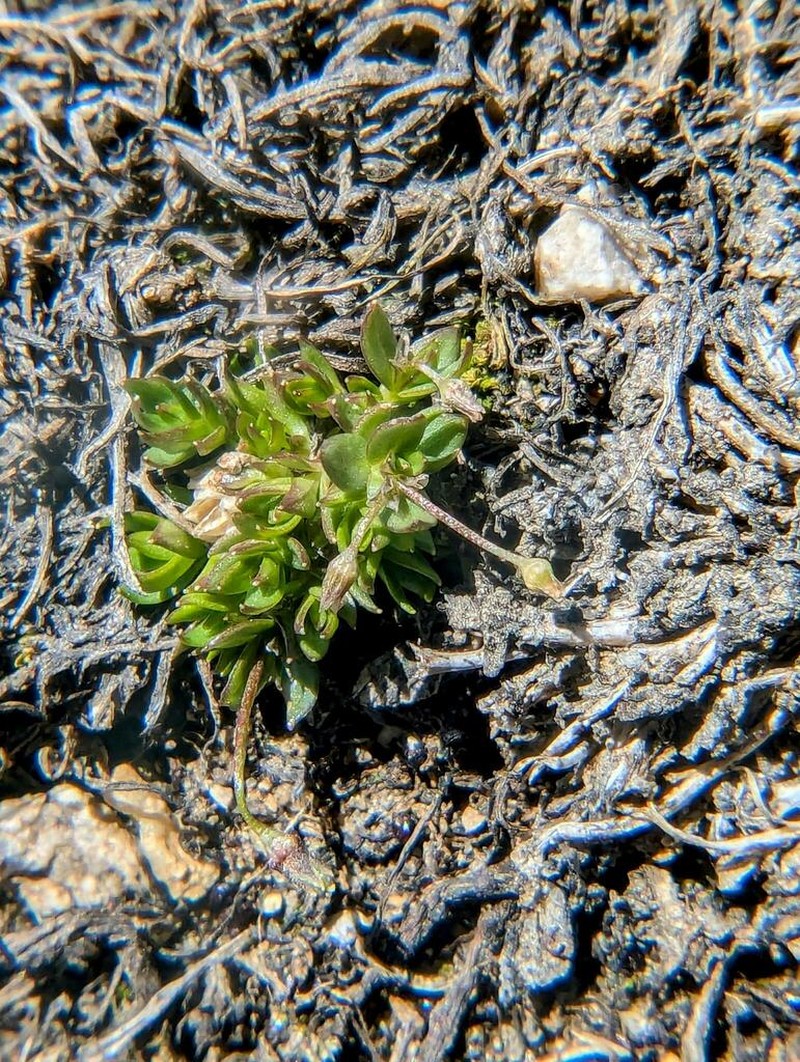 Colorado Starwort photo 6