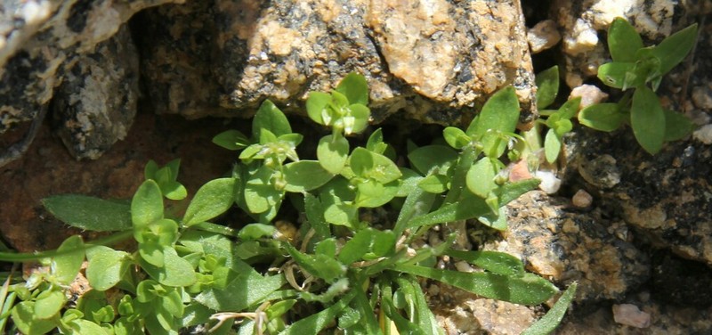 Colorado Starwort photo 8