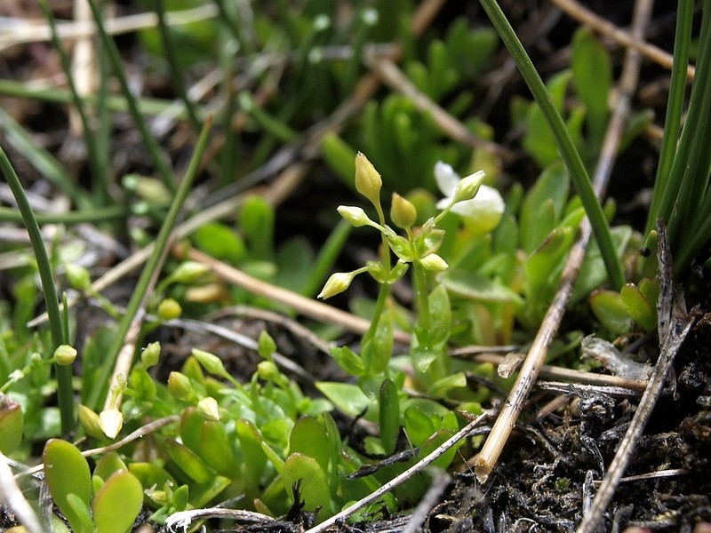 Umbrella Starwort photo 7