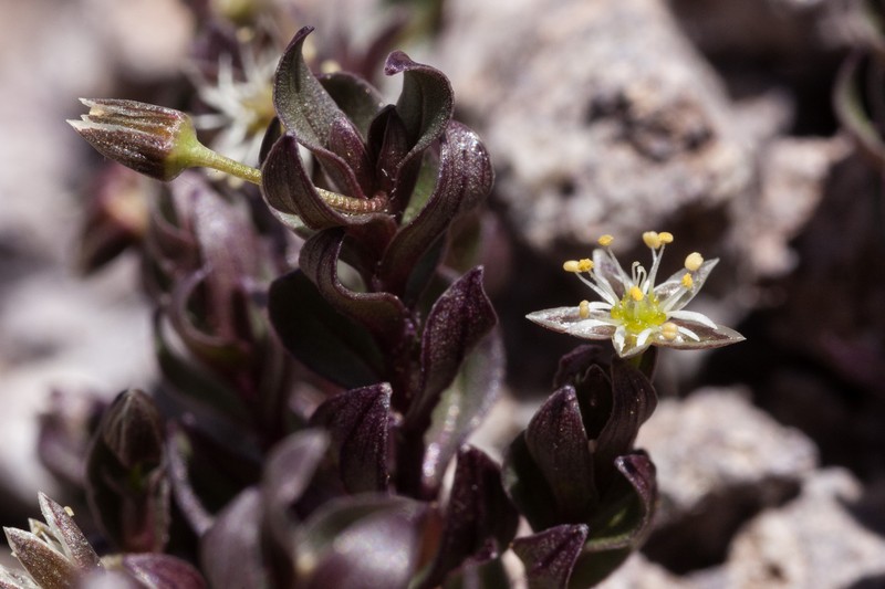 Colorado Starwort