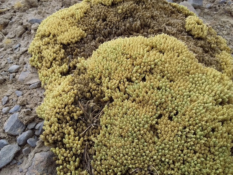 Stellaria keraiopetala