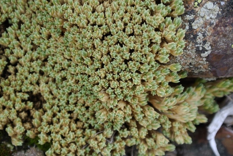 Stellaria keraiopetala photo 4