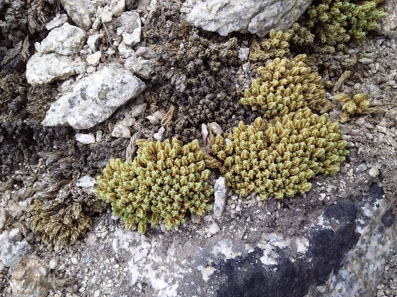 Stellaria keraiopetala photo 5