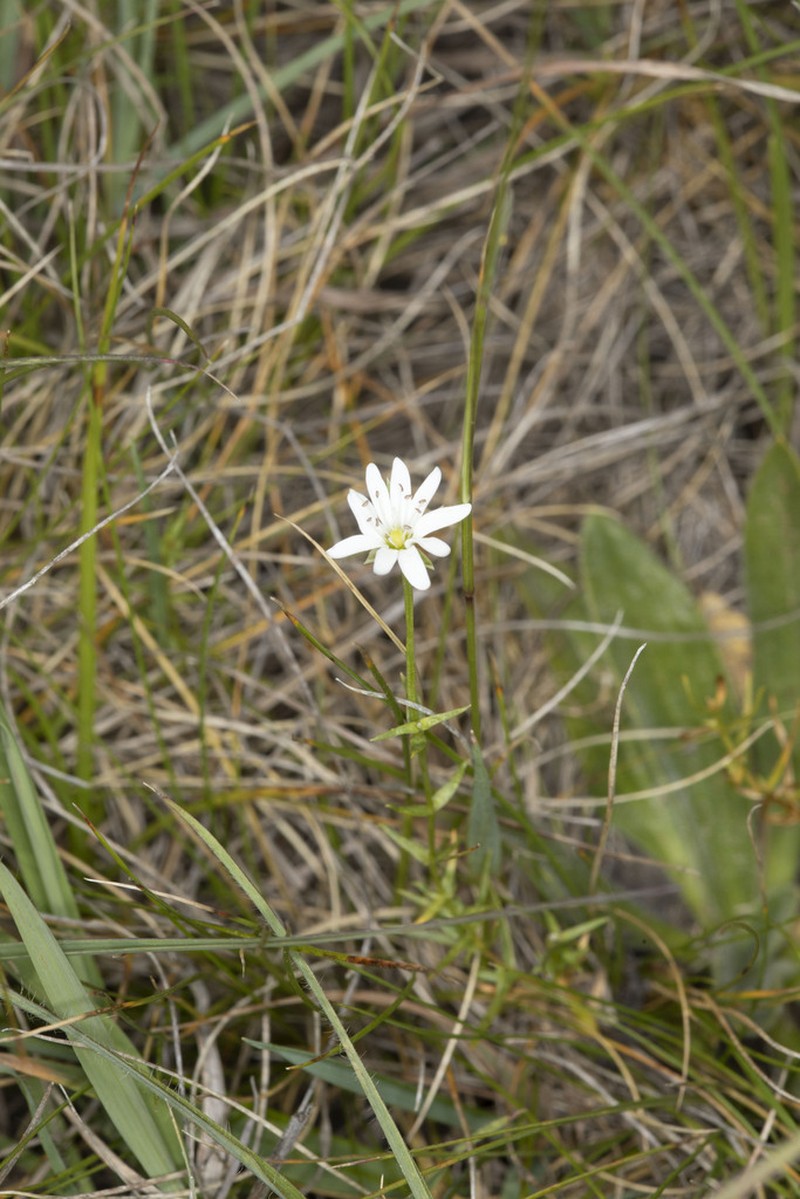 Stellaria leptoclada photo 2