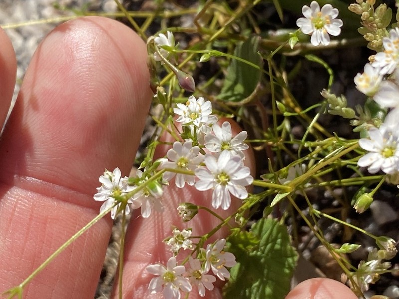 Stellaria leptoclada photo 4