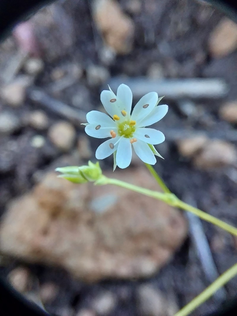Stellaria leptoclada photo 5