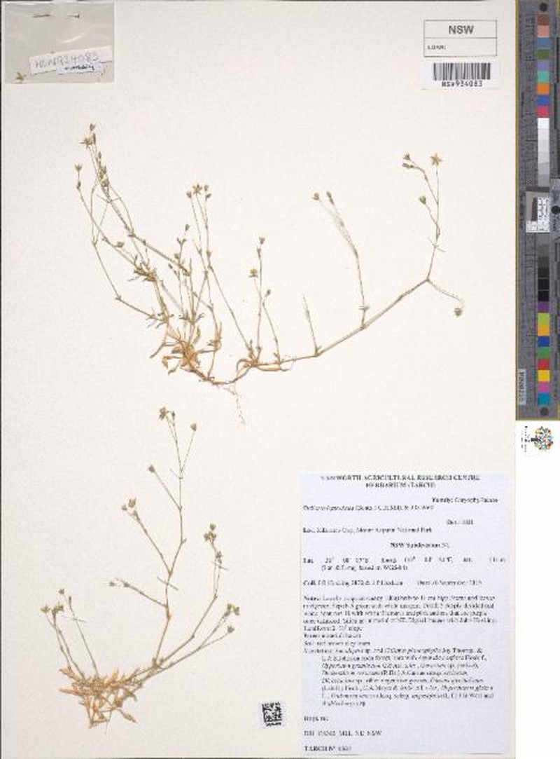 Stellaria leptoclada photo 6