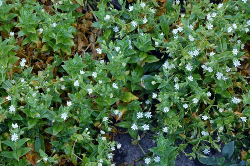 Beach Starwort photo 2