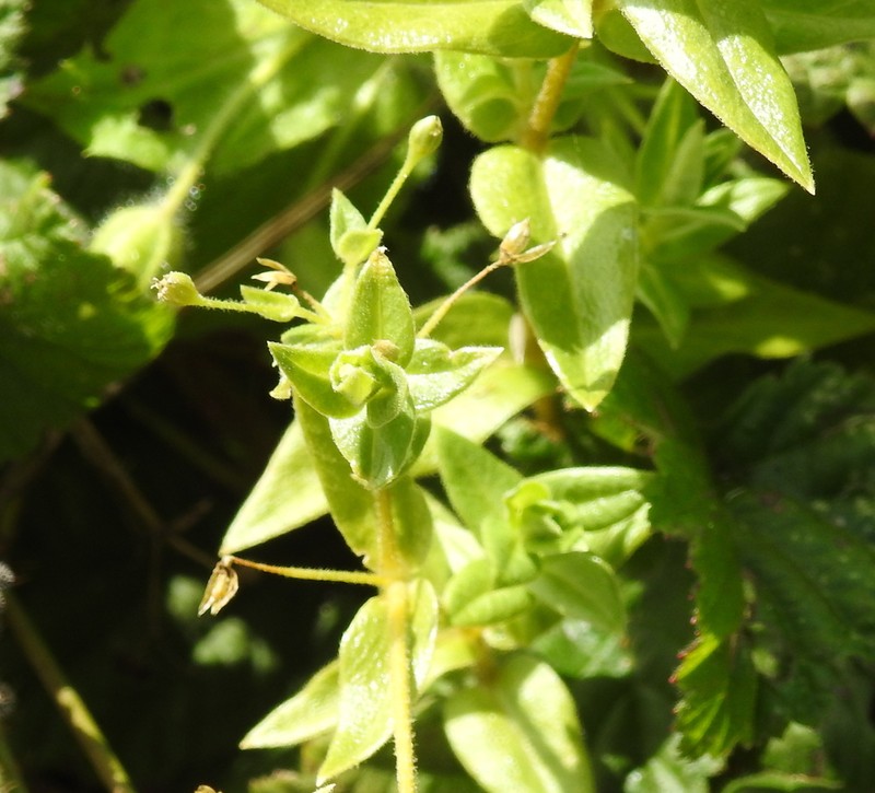 Beach Starwort photo 3