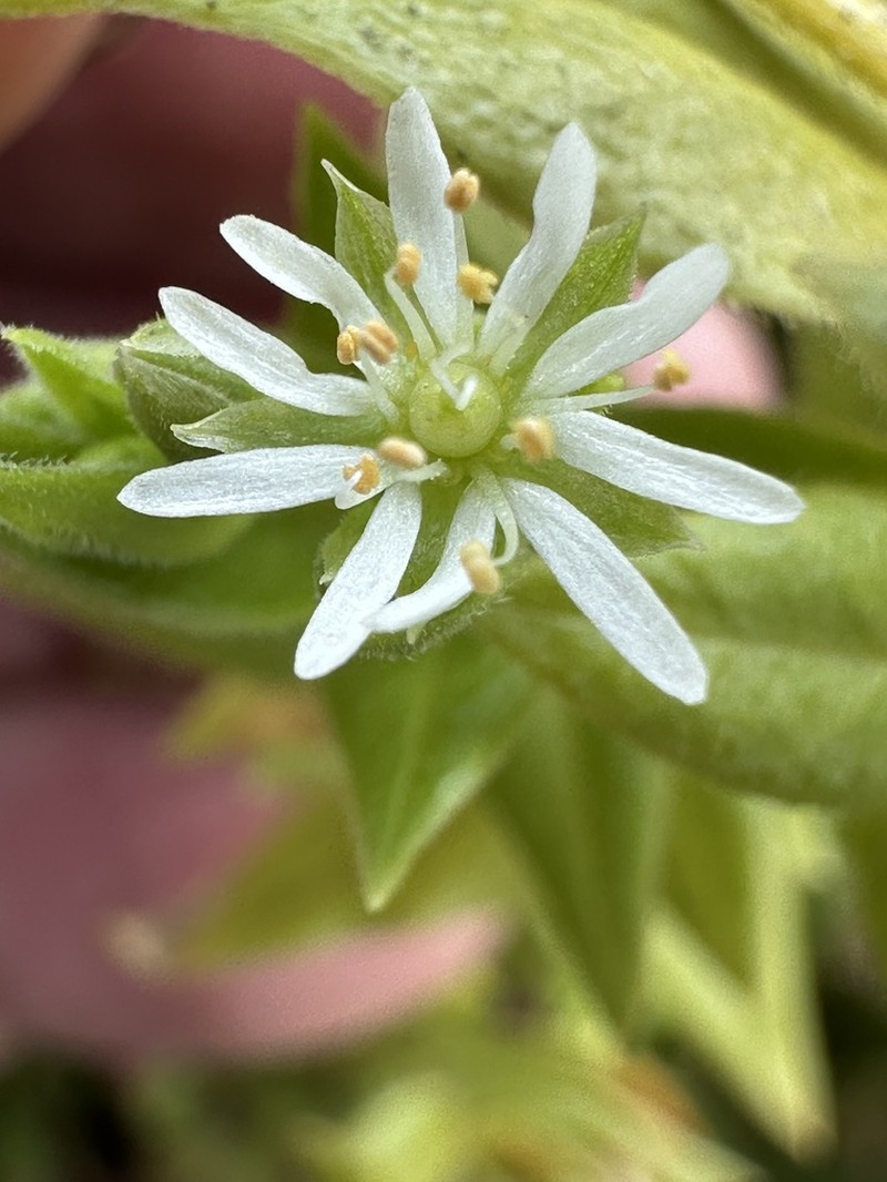Beach Starwort photo 4
