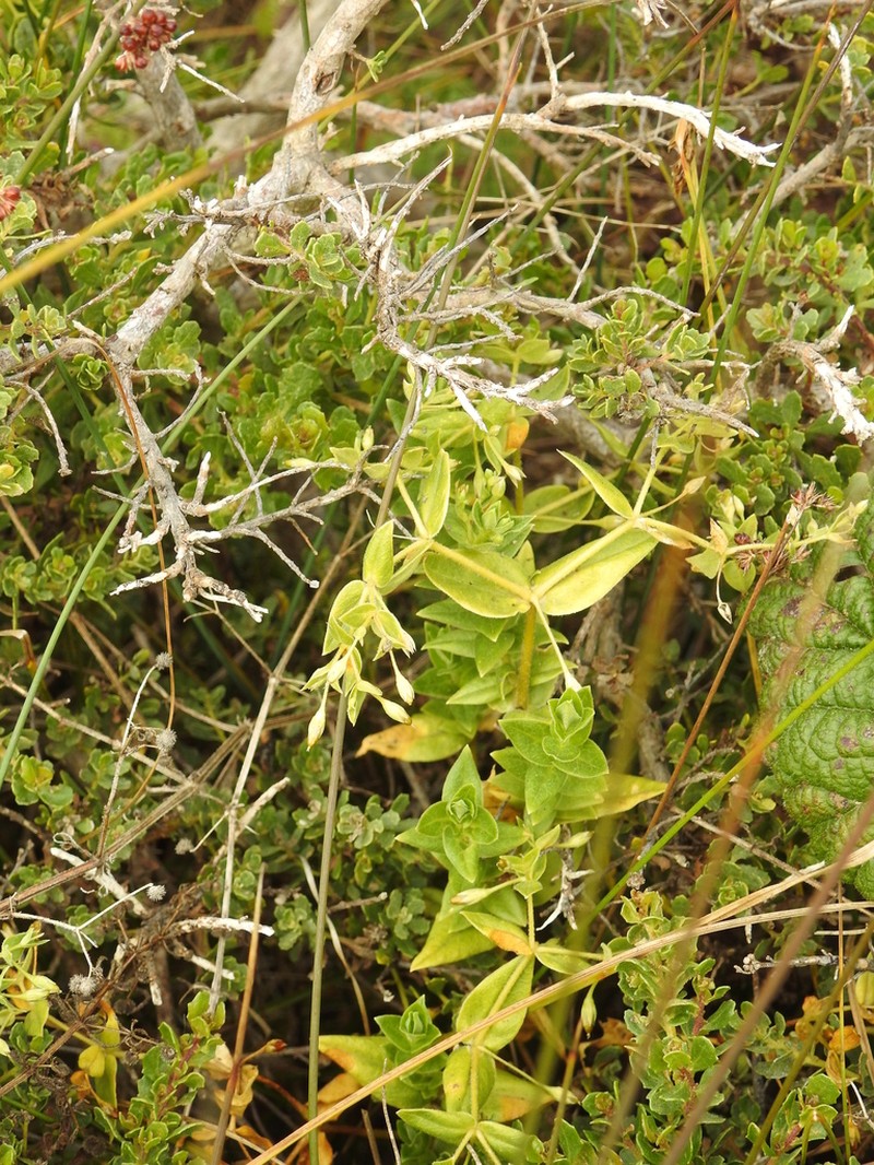 Beach Starwort photo 5