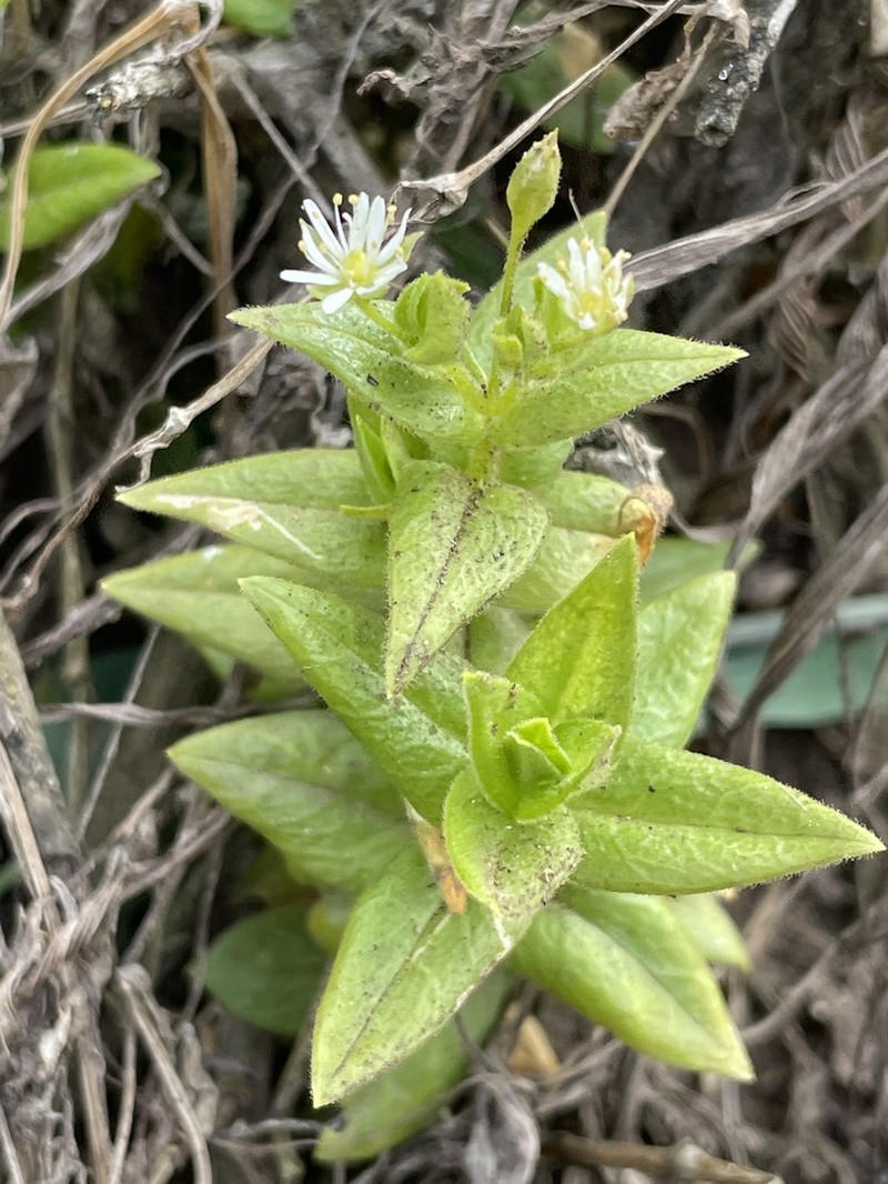 Beach Starwort photo 6
