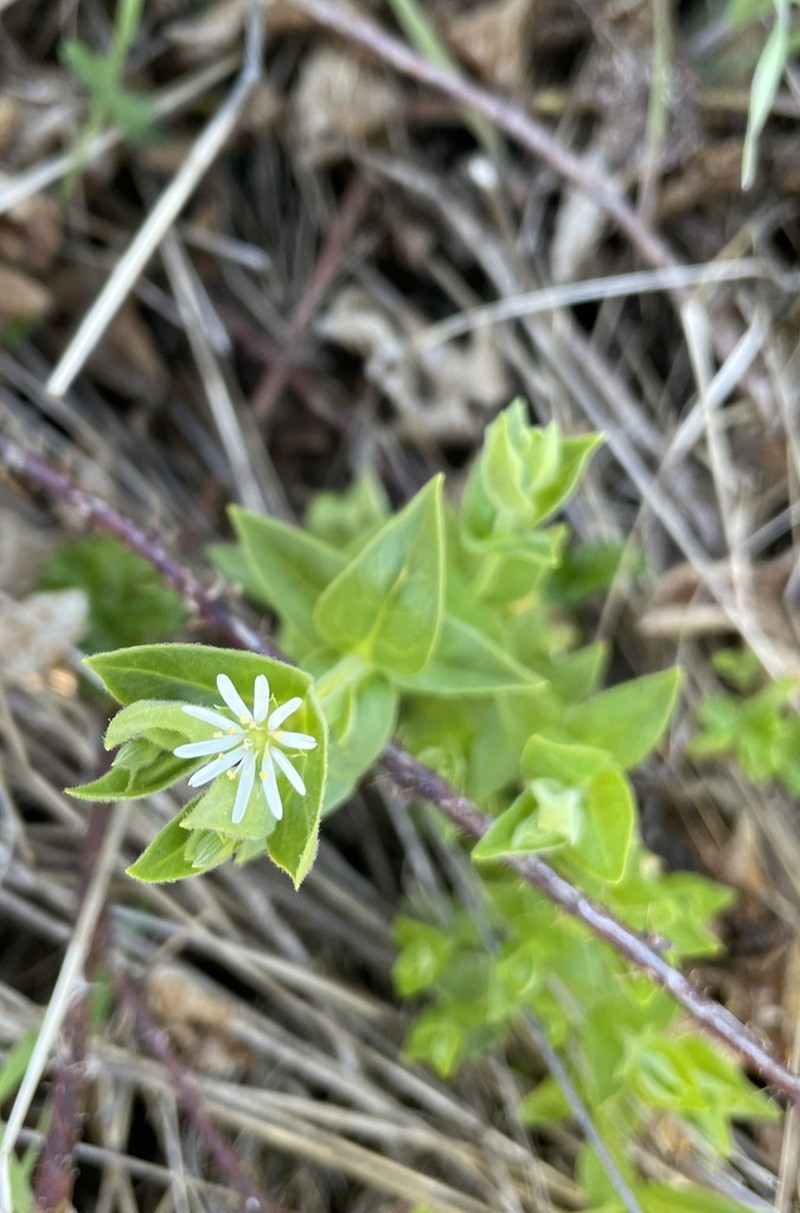 Beach Starwort photo 7