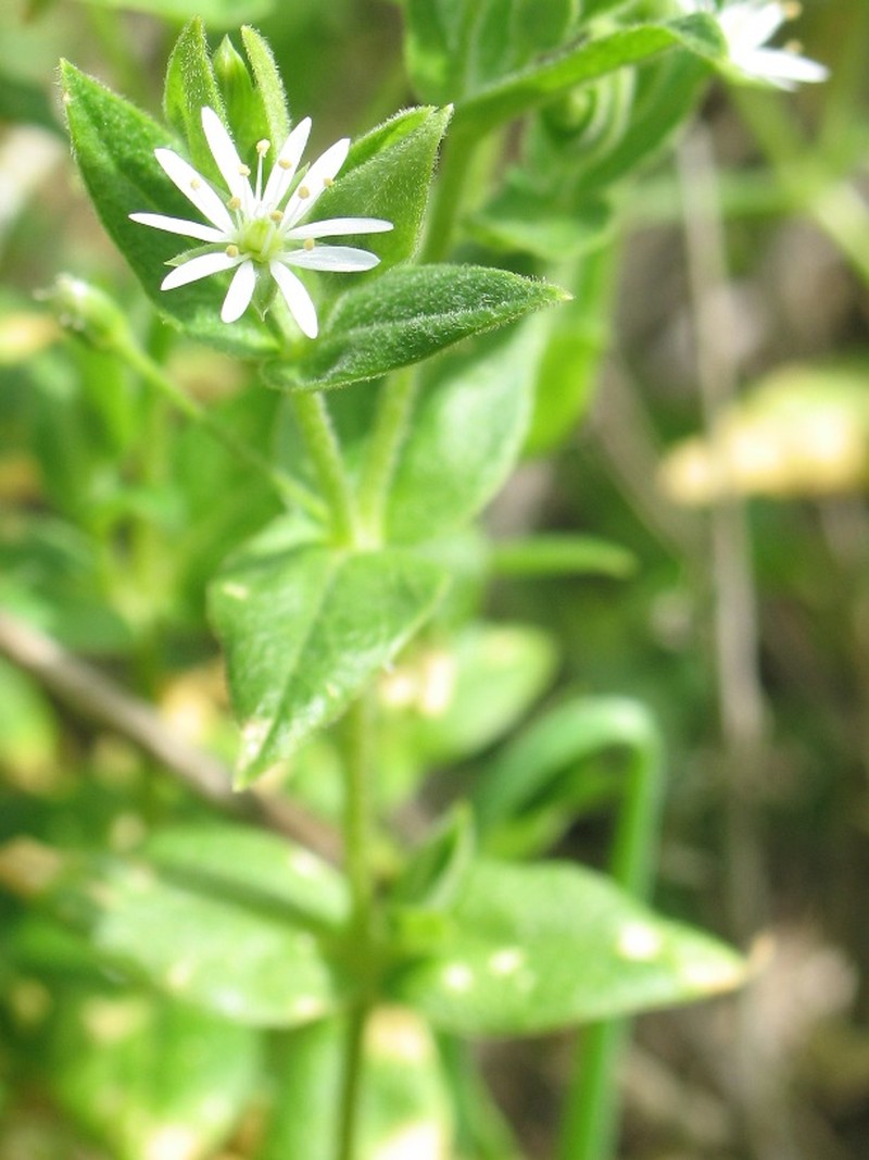 Beach Starwort