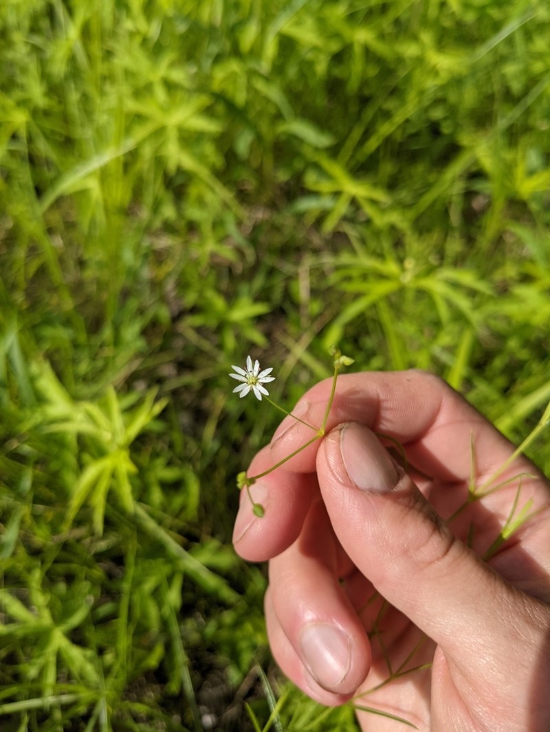 Longleaf Starwort photo 2