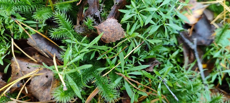 Longleaf Starwort photo 3