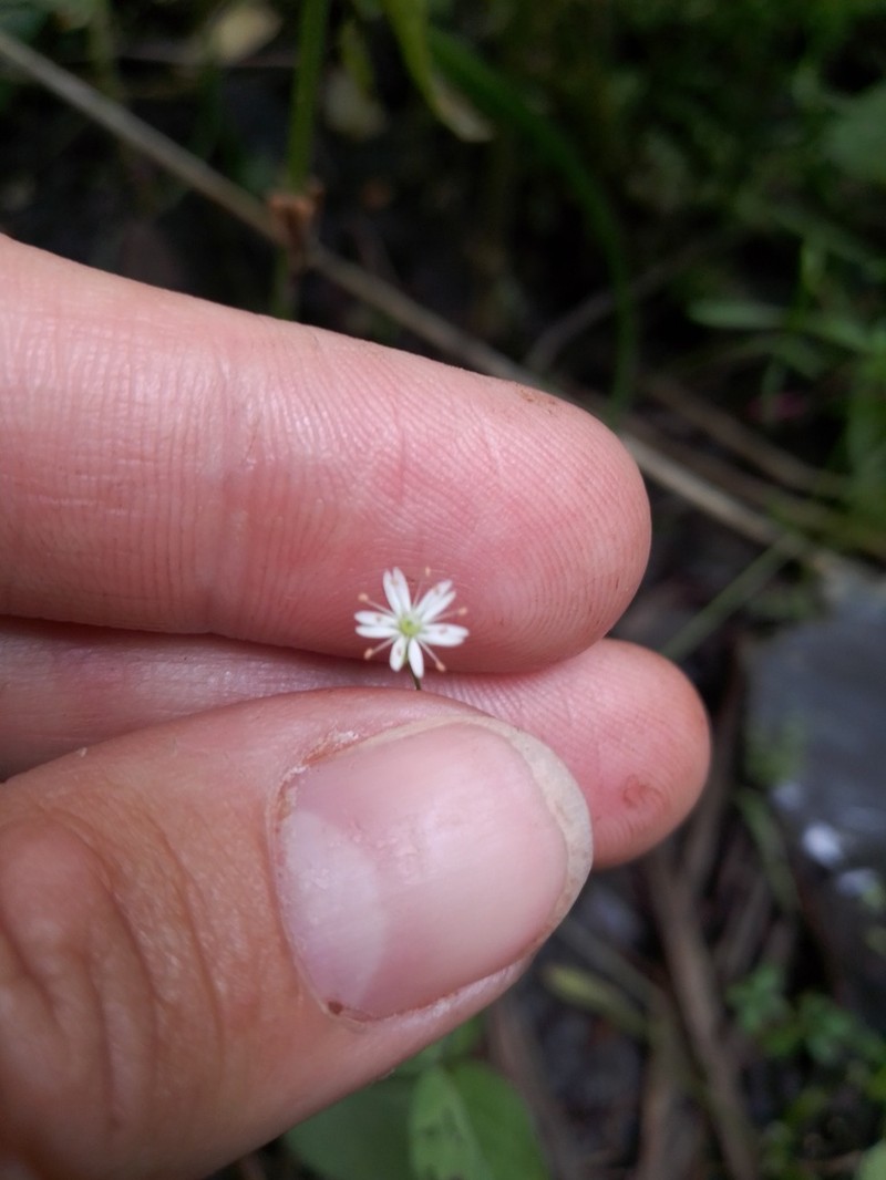 Longleaf Starwort photo 4