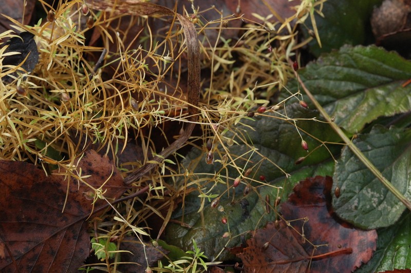 Longleaf Starwort photo 5