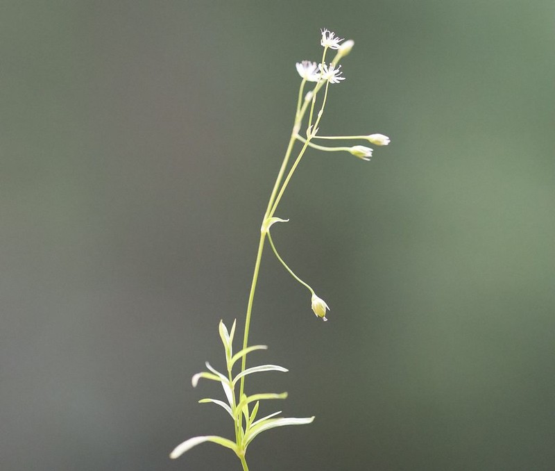 Longleaf Starwort photo 6
