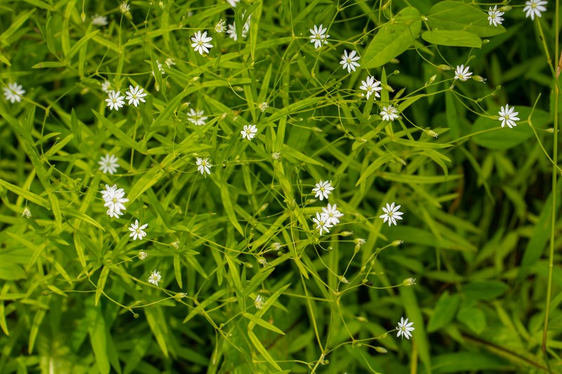 Longleaf Starwort photo 7