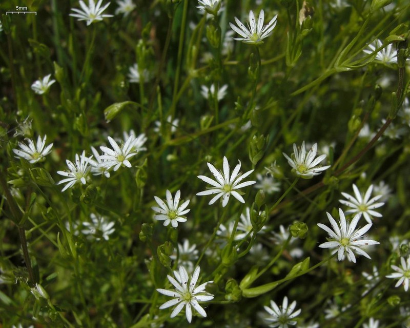 Longleaf Starwort