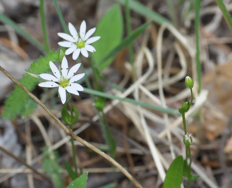 Longstalk Starwort photo 2