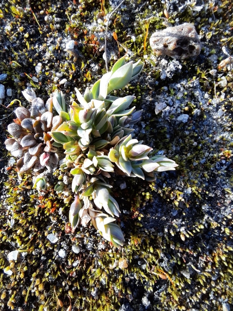 Longstalk Starwort photo 3