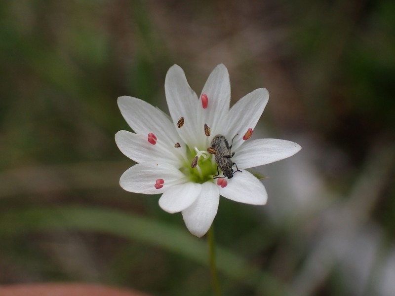 Longstalk Starwort photo 4