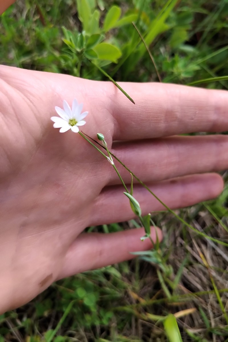 Longstalk Starwort photo 5
