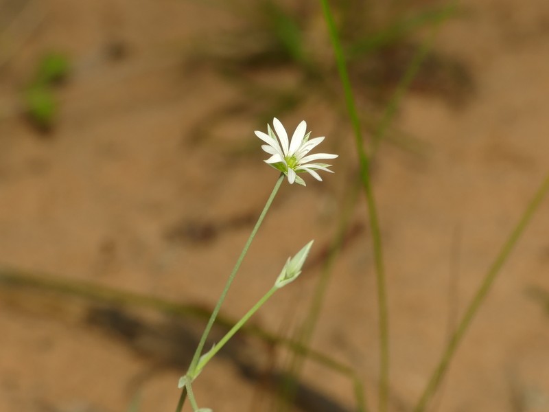 Longstalk Starwort photo 6