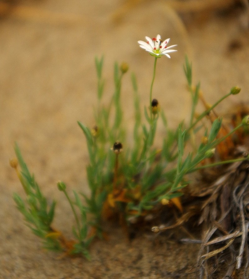 Longstalk Starwort photo 7