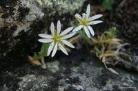 Longstalk Starwort