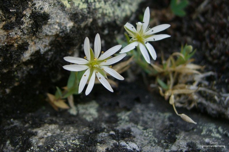 Longstalk Starwort