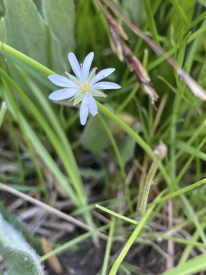 Edwards' Starwort