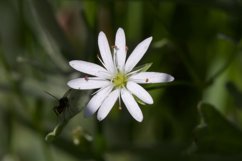 Edwards' Starwort photo 2