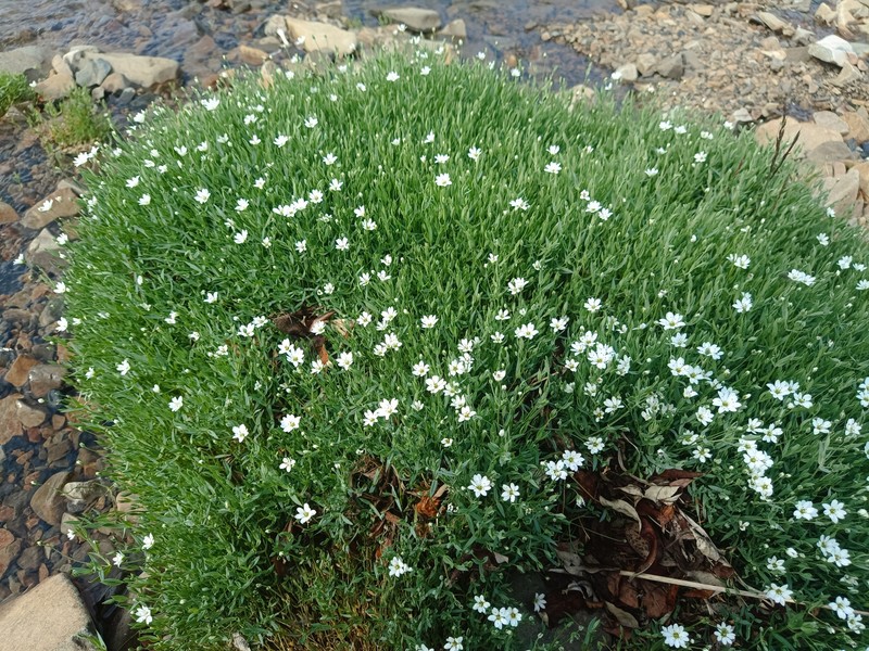 Edwards' Starwort photo 3