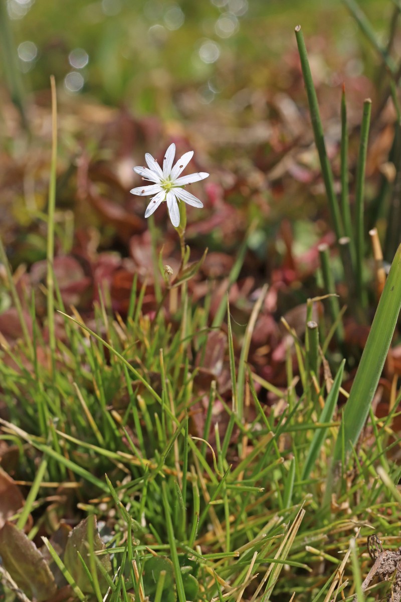 Edwards' Starwort photo 4