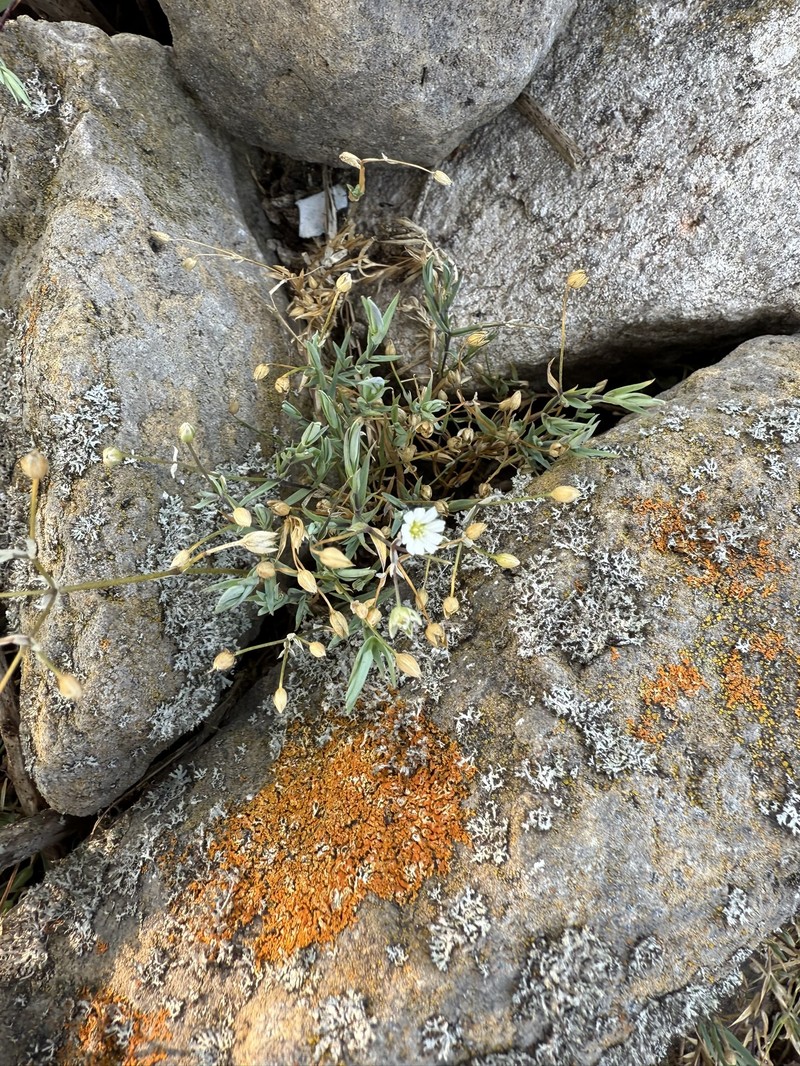 Edwards' Starwort photo 5
