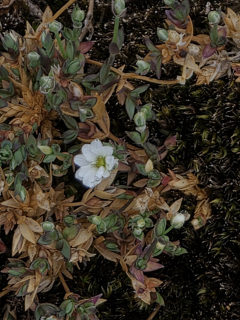 Edwards' Starwort photo 6
