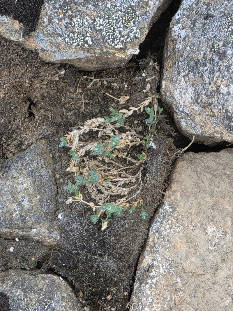 Edwards' Starwort photo 7