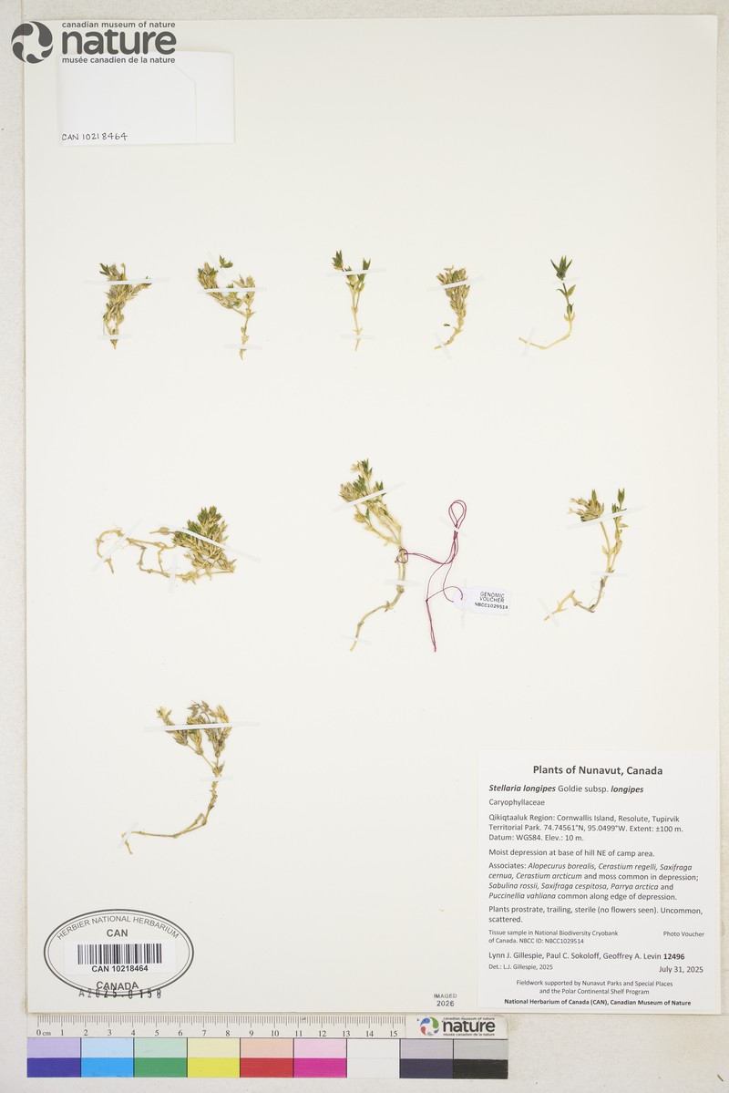 Edwards' Starwort photo 8