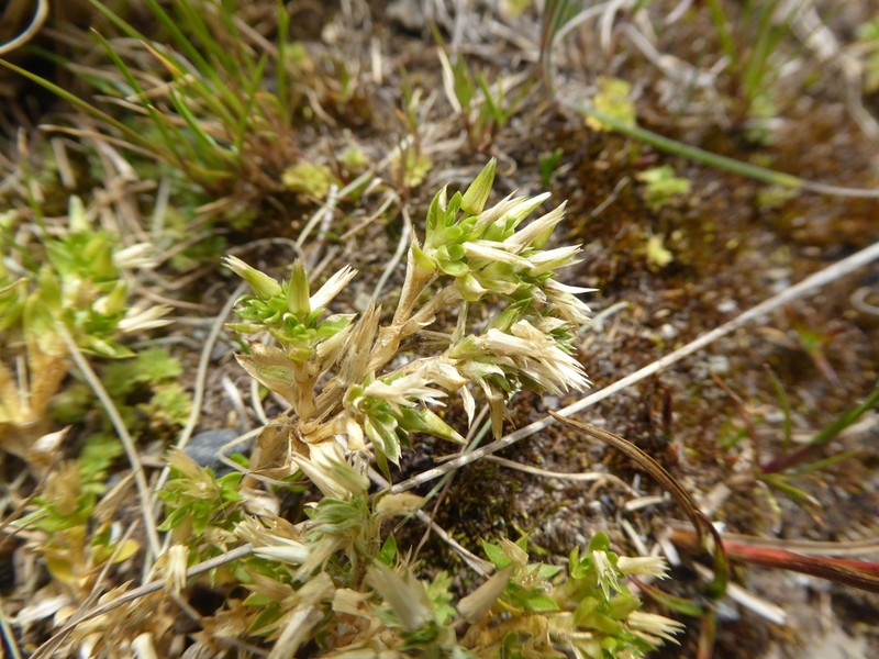 Stellaria macbridei