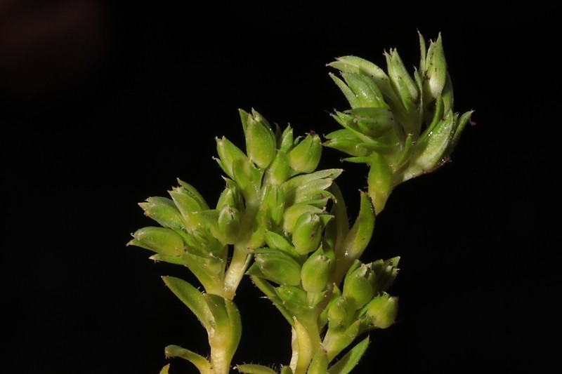 Stellaria macbridei photo 2