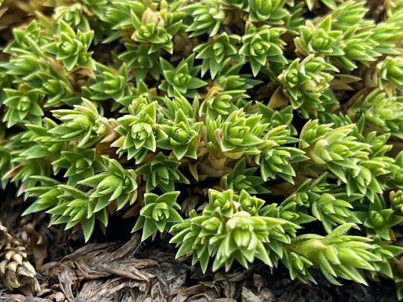 Stellaria macrophylla photo 2