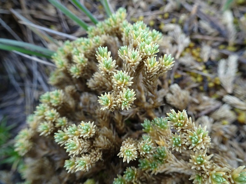 Stellaria macrophylla photo 3