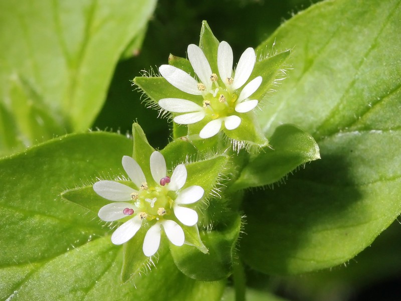 Common Chickweed