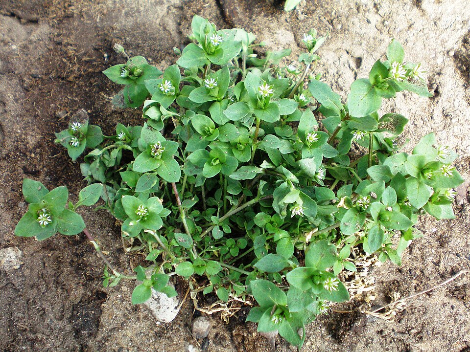 Common Chickweed photo 5