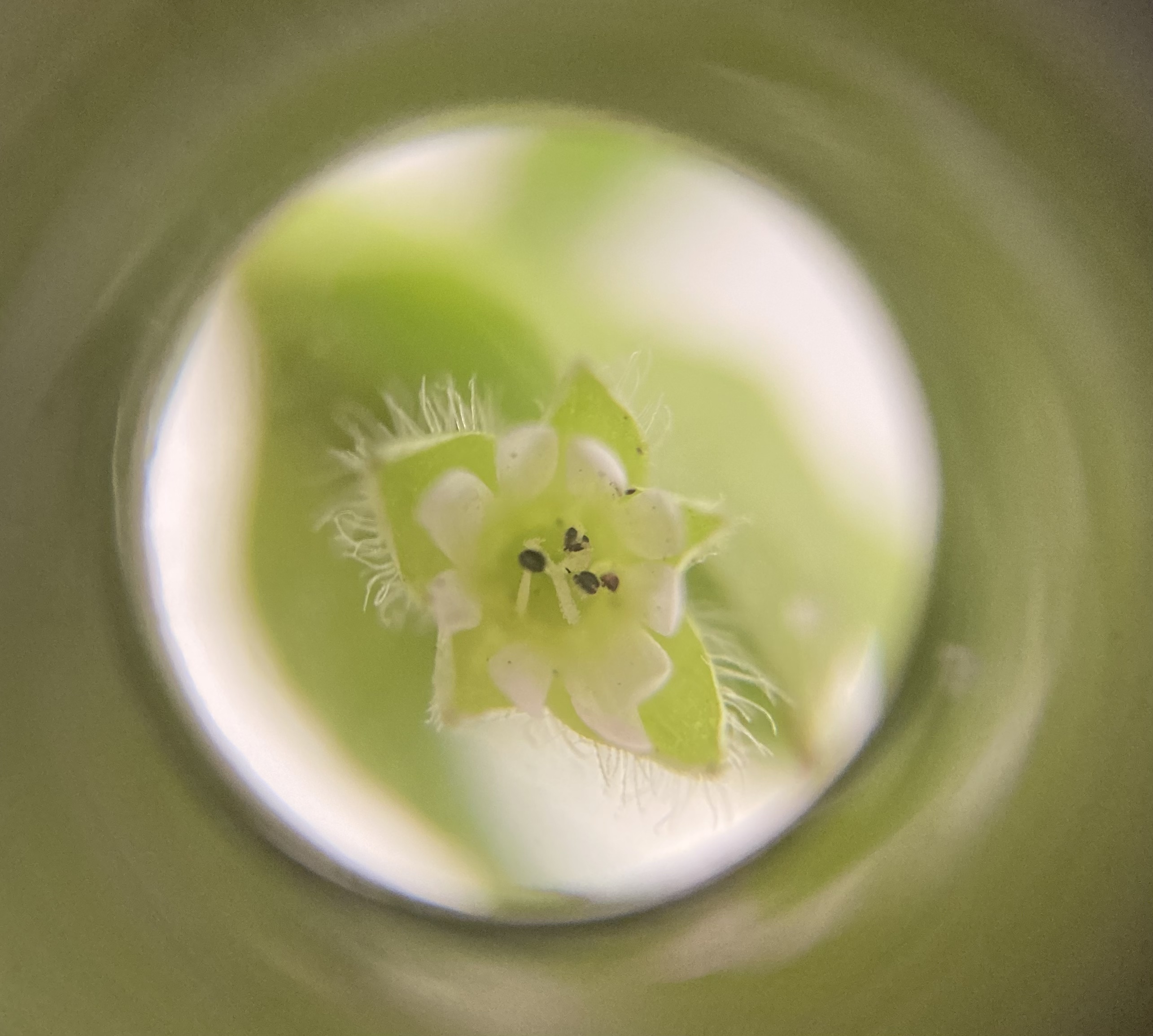 Common Chickweed photo 6