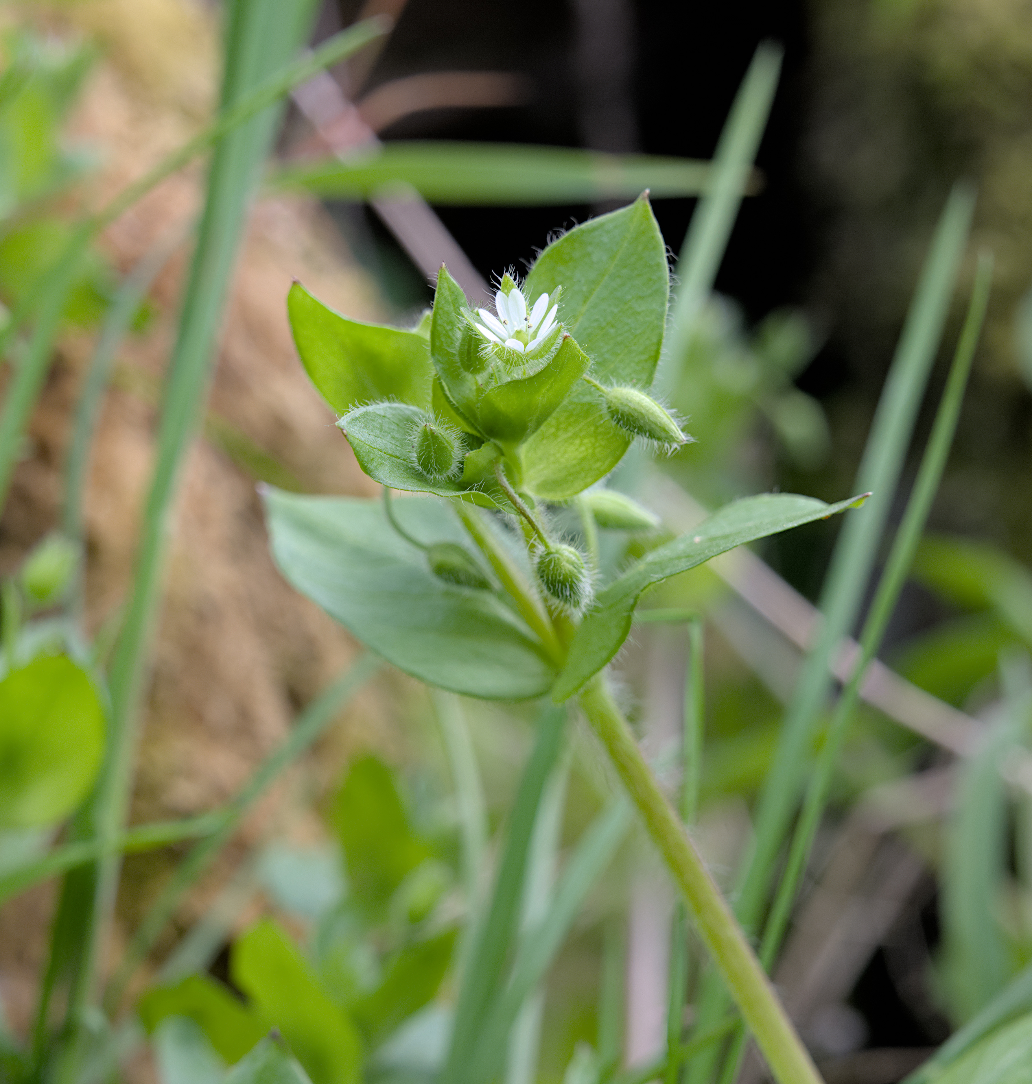 Common Chickweed photo 7