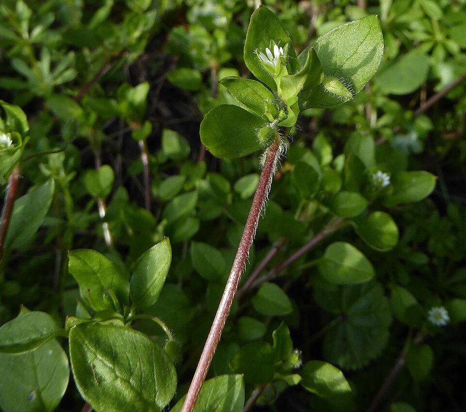Common Chickweed photo 8